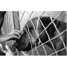 Animal Shelter of Love Dog Dewormer眾生緣流浪動物之家狗杜蟲藥 (粒)